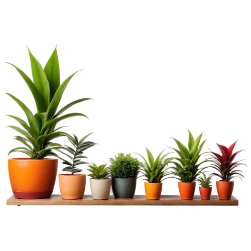 potted plants,plants in pots,plantes,houseplants,house plants,small plants,plants,plant pots,green plants,little plants,potted plant,ornamental plants,exotic plants,hostplants,garden plants,houseplant,cactus digital background,desert plants,plantas,outdoor plants,Illustration,Paper based,Paper Based 03