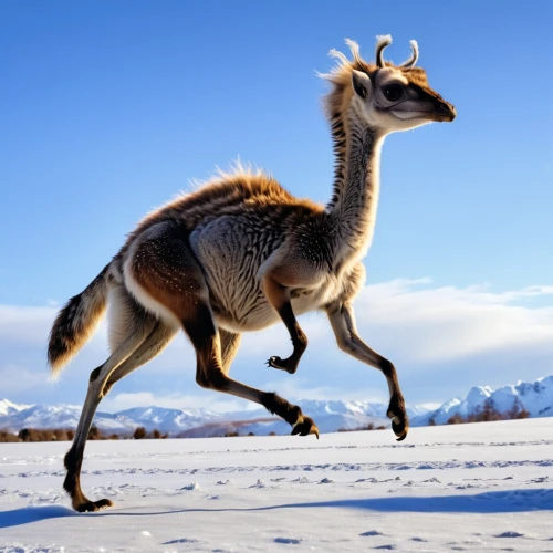 guanaco,guanacos,australian wildlife,camelid,kangaroo,macropus,macropus rufogriseus,eastern grey kangaroo,camelopardalis,upregulates,guanlong,pronghorn,madagascan,dromedary,altiplano,wallaroo,vicuna,ornithomimus,brachyurus,marsupial,Photography,General,Realistic