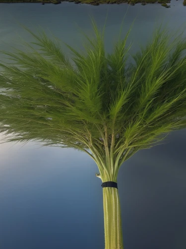 wheat grass,cordgrass,watermilfoil,cyperus,reed grass,milfoil,equisetum,aquatic plant,pondweed,myriophyllum,wheatgrass,reedbed,eelgrass,macrophytes,sweet grass plant,grass fronds,feather bristle grass,hydrilla,long grass,reeds,Photography,General,Realistic