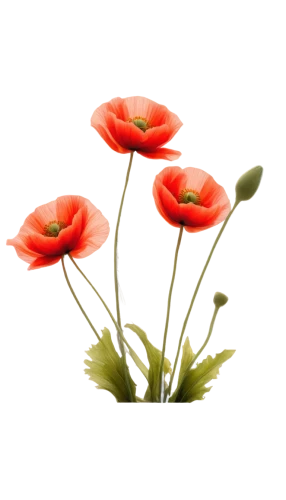 flowers png,tulip background,flower background,klatschmohn,red orange flowers,orange red flowers,red ranunculus,red anemones,red poppies,poppy flowers,flower wallpaper,red tulips,floral digital background,red poppy,iceland poppy,poppies,papaver orientale,flower illustrative,flower painting,red anemone,Art,Classical Oil Painting,Classical Oil Painting 38