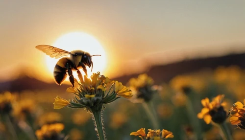 bee,pollinator,pollinators,bumblebees,pollen,pollination,wild bee,bee pasture,pollino,bees,pollinate,flower in sunset,bumblebee fly,bees pasture,bee in the approach,pollinating,western honey bee,honeybees,honey bee,drone bee,Photography,General,Cinematic