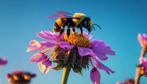 bumblebees,bee,bombus,pollinators,pollinator,honeybees,honey bees,pollination,western honey bee,pollinating,wild bee,giant bumblebee hover fly,echinacea purpurea,bees,bombus terrestris,hommel,two bees,garden bumblebee,bombus hortorum,flowbee,Conceptual Art,Sci-Fi,Sci-Fi 27