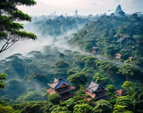 tailandia,nyungwe,vietnam,ubud,indonesia,southeast asia,borneo,teahouses,chiangmai,tropical forest,rwanda,foggy landscape,emei,leshan,tea plantations,rainforests,tea garden,moc chau tea hills,teagarden,muganda