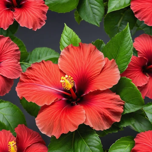 hibiscus flowers,double hibiscus flower,red hibiscus,hibiscus and leaves,hibiscus rosa-sinensis,hibiscus,hibiscus rosasinensis,hibiscus flower,hibiscus rosa sinensis,swamp hibiscus,pink hibiscus,tropical flowers,gerbera,red gerbera,flower wallpaper,pyronemataceae,red orange flowers,red blooms,red flowers,gerbera daisies,Photography,General,Realistic