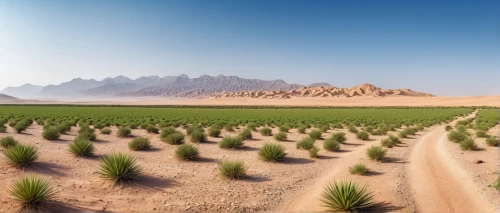 desert desert landscape,desert landscape,desert plants,desert background,desert plant,argentina desert,arid landscape,flowerful desert,capture desert,desert,libyan desert,the desert,semidesert,landscapre desert safari,desert planet,palm pasture,arid land,mesquite flats,pineapple field,dubai desert,Photography,General,Realistic