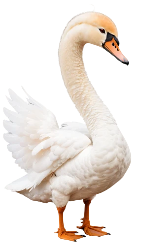 gooseander,trumpeter swan,swan,ornamental duck,lameduck,swanning,white swan,branta,mute swan,gwe,cayuga duck,rockerduck,cygnet,trumpet of the swan,nile goose,a pair of geese,swango,swan pair,goose,swanlike,Illustration,Retro,Retro 13