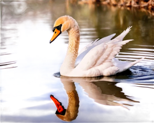 swan on the lake,trumpeter swan,swan lake,mute swan,swan,white swan,swanning,swan pair,trumpet of the swan,cisne,young swan,mourning swan,trumpeter swans,swan cub,swansong,canadian swans,swans,swan chick,swanlike,constellation swan,Unique,3D,Garage Kits