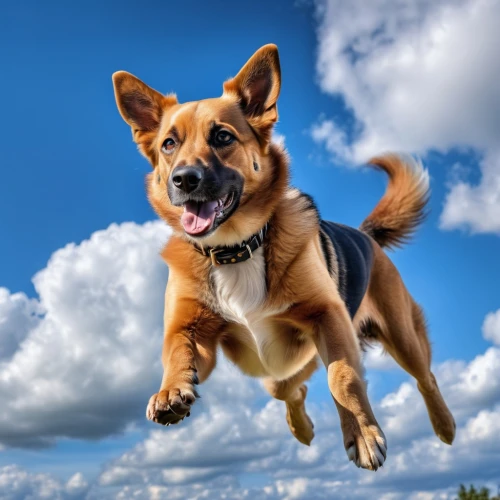 flying dog,flying dogs,cheerful dog,superdog,dog photography,leap for joy,dog running,running dog,basenji,the pembroke welsh corgi,leaper,flying girl,pembroke welsh corgi,dog pure-breed,red heeler,garrison,leaping,marmaduke,jumping,jack russell terrier,Photography,General,Realistic