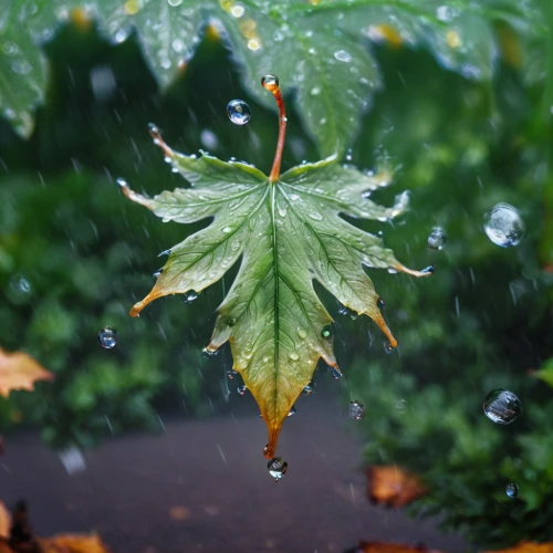rainy leaf,drop of rain,leaf maple,suspended leaf,raindrop,rainwater drops,rain drops,rain droplets,a drop,raindrops,maple leave,drops,pointed-leaved maple,dewdrops,japanese maple,droplets,drops of water,a drop of water,dew drops,falling on leaves,Illustration,Realistic Fantasy,Realistic Fantasy 02