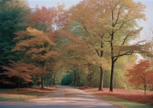 forest road,autumn landscape,tree-lined avenue,tree lined lane,autumn scenery,ektachrome,autumn trees,autumn forest,sternfeld,autumn in the park,maple road,autumn park,tree lined avenue,fall landscape,in the autumn,the trees in the fall,the autumn,autumn day,country road,autuori,Photography,Black and white photography,Black and White Photography 06