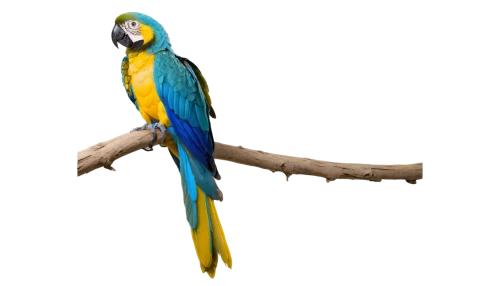 blue and gold macaw,blue and yellow macaw,blue macaw,yellow macaw,macaw hyacinth,macaws blue gold,macaw,beautiful macaw,blue parakeet,yellow parakeet,blue parrot,guacamaya,macaws on black background,beautiful parakeet,parakeet,yellow green parakeet,south american parakeet,sun parakeet,bird png,the slender-billed parakeet,Conceptual Art,Oil color,Oil Color 16
