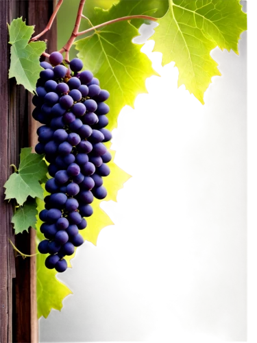 wine grapes,wine grape,purple grapes,winegrape,vineyard grapes,grape vine,blue grapes,sangiovese,table grapes,viniculture,red grapes,grapevines,tannat,grape vines,grapes,vitis,grenache,winegrowers,wood and grapes,grape plantation,Photography,Documentary Photography,Documentary Photography 15