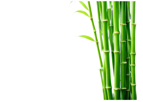 equisetum,green wallpaper,sweet grass plant,spring onion,bamboo plants,green background,grass fronds,sugarcane,bamboo,spring leaf background,long grass,feather bristle grass,horsetails,wheat grass,palm leaf,phyllostachys,spring onions,green wheat,bamboos,cordgrass,Art,Classical Oil Painting,Classical Oil Painting 09