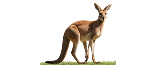 macropus,kangas,macropus rufogriseus,kangaroo,kanga,macropus giganteus,eastern grey kangaroo,cangaroo,kangaroos,macropods,roo,australiae,australian wildlife,dinkum,guanaco,roos,wallaroo,australia zoo,austrasian,australoid,Art,Artistic Painting,Artistic Painting 30