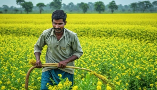 indian worker,field cultivation,farmaner,bishnoi,farmar,kisan,agribusinessman,oilseed,punjab,agri,yadav,nrega,paddy harvest,barnala,farmer,pind,jowar,livelihood,shraidi,kissan,Photography,General,Realistic