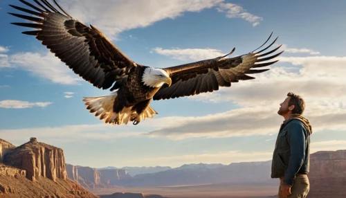 mongolian eagle,steppe eagle,of prey eagle,griffon vulture,mountain hawk eagle,andean condor,eagels,eagleman,old world vulture,rapace,african eagle,eagle,eagles,falconry,mulawin,falconer,eagle illustration,soared,soar,falconers,Photography,General,Commercial