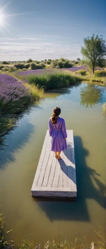 purple landscape,purple blue ground,wooden bridge,tranquillity,toddler walking by the water,lavender fields,tranquility,background view nature,reflexive,landscape background,sailing blue purple,photo manipulation,quietude,calmness,lavender cultivation,lavender field,walk on water,wooden pier,floating stage,idyll,Photography,General,Realistic