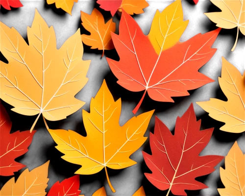 leaf background,maple leaves,autumn pattern,autumn plaid pattern,colored leaves,maple foliage,autumn background,maple leaf red,maple leave,autumn leaf paper,yellow maple leaf,colorful leaves,red maple leaf,leaf icons,fall leaves,autumn leaves,autumn icon,fall leaf border,leaf pattern,thanksgiving background,Unique,Paper Cuts,Paper Cuts 04