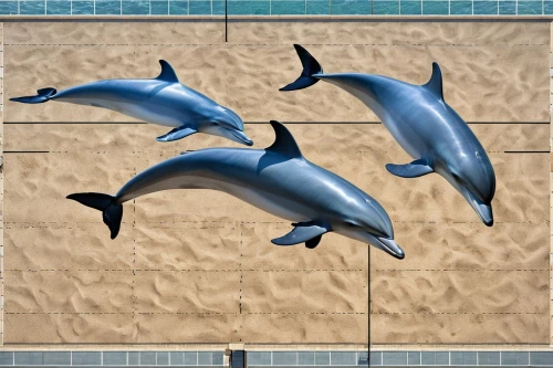 dolphin background,dauphins,bottlenose dolphins,cetaceans,oceanic dolphins,dolphins,tursiops,two dolphins,cetacean,dolphins in water,plesiosaurs,dolphin show,mosasaurs,porpoises,bottlenose dolphin,hammerheads,whitetip,basilosaurus,dusky dolphin,derivable,Photography,General,Realistic