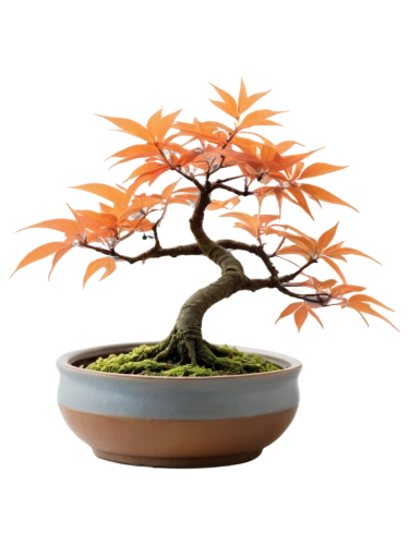 maple bonsai,bonsai tree,ikebana,bonsai,tangerine tree,flourishing tree,maple tree in pot,elm bonsai,the japanese tree,potted tree,growing mandarin tree,blossom tree,small tree,nuytsia,argan tree,bonzai,apfelbaum,burning bush,naturopathy,orange tree,Conceptual Art,Sci-Fi,Sci-Fi 12