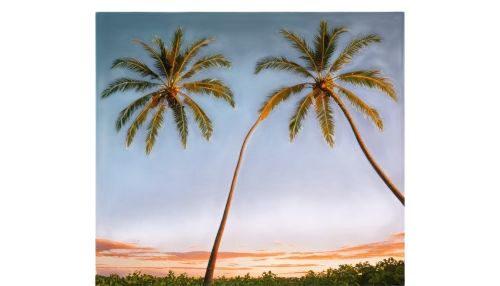 coconut palms,coconut trees,coconut tree,coconut palm tree,palm tree,palmtree,palmtrees,palm pasture,coconut palm,palm trees,palms,watercolor palm trees,palm,palm forest,palmtops,palm tree vector,palm fronds,palm tree silhouette,two palms,palmera,Conceptual Art,Fantasy,Fantasy 21