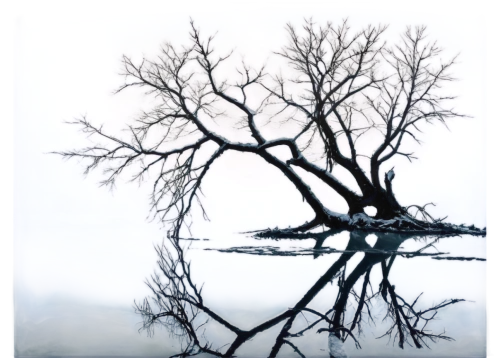isolated tree,arbre,old tree silhouette,tree silhouette,creepy tree,lonetree,arboreal,leafless,tree thoughtless,bare tree,tree branches,bare trees,lone tree,tree,winter tree,branches,the japanese tree,dead branches,a tree,the branches of the tree,Art,Classical Oil Painting,Classical Oil Painting 39