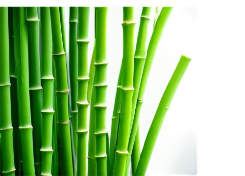 sugarcane,bamboo plants,grass fronds,celery stalk,green wallpaper,palm leaf,leek stick,bamboos,bamboo,equisetum,spring onion,wheat grass,sugar cane,drinking straws,wheatgrass,reeds,grass blades,bamboo forest,cattail,cleanup,Illustration,Retro,Retro 04
