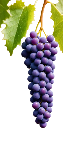 purple grapes,elder berries,grape hyacinth,lilac tree buds,beautyberry,blue grapes,common grape hyacinth,blue grape hyacinth,grape hyacinths,lilac branch,bright grape,grape leaf,purple grape,bilberries,grapes,callicarpa,small-leaf lilac,wine grape,winegrape,berry fruit,Photography,Fashion Photography,Fashion Photography 19