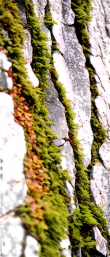 mountain stone edge,flysch,moss landscape,anticlinal,rivulet,foliation,rockslide,drystone,outcrop,rivulets,greenschist,water and stone,rockfall,defocus,veining,rockslides,earth in focus,mountain stream,rock outcrop,fibers,Illustration,Paper based,Paper Based 01
