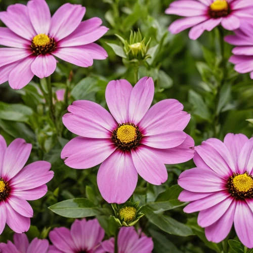 osteospermum,pink daisies,barberton daisies,pink cosmea,wood daisy background,cineraria,pink flowers,senetti,african daisy,purple daisy,pink chrysanthemums,violet chrysanthemum,colorful daisy,pink chrysanthemum,defends,flower background,australian daisies,cosmos flower,south african daisy,african daisies,Photography,General,Realistic