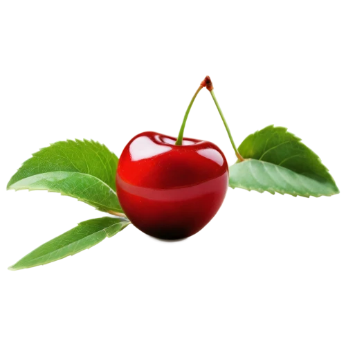 great cherry,cherries,sweet cherries,sweet cherry,cherry,cherry branch,wild cherry,red apple,bladder cherry,heart cherries,cherry plum,cherry twig,red plum,cherrie,jewish cherries,sour cherry,apfel,ripe apple,sour cherries,cherry japanese,Art,Artistic Painting,Artistic Painting 48
