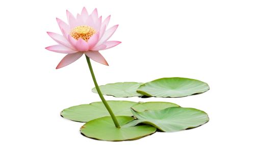 lotus on pond,pink water lily,pond lily,water lily flower,water lily,blooming lotus,lotus flowers,lotus flower,flower of water-lily,pink water lilies,water lotus,pond flower,waterlily,lotus blossom,lotus ffflower,water lilly,lotus leaf,large water lily,lotus pond,lotus plants,Photography,Fashion Photography,Fashion Photography 24