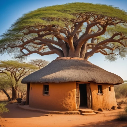 baobab,adansonia,baobabs,samburu,tsavo,iafrika,karamojong,conservancies,afrika,marsabit,afrique,karamoja,africano,africain,ruaha,timbuktu,lodwar,isiolo,baobab oil,africa,Conceptual Art,Daily,Daily 23