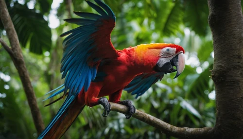 guacamaya,light red macaw,scarlet macaw,beautiful macaw,moluccan cockatoo,macaw,macaws of south america,rosella,macaw hyacinth,macaws,couple macaw,macaws blue gold,tropical bird climber,blue macaw,loro parque,macaws on black background,tropical bird,bird park,avifauna,caique,Photography,Documentary Photography,Documentary Photography 01