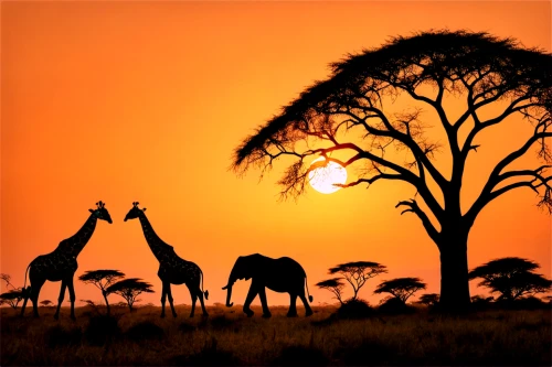 animal silhouettes,africa,africano,afrika,savane,tsavo,africas,giraffes,africaines,east africa,two giraffes,camelride,serengeti,savanna,afrique,camels,africains,baobabs,african art,dromedaries,Photography,Fashion Photography,Fashion Photography 04