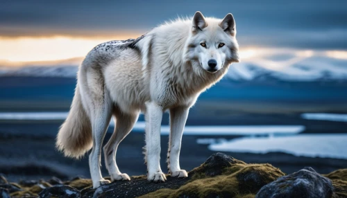 atka,graywolf,european wolf,wolfdog,gray wolf,howling wolf,white wolves,malamutes,canidae,siberian husky,malamute,samoyedic,aleu,husky,canis lupus,huskey,wolfsangel,elkhound,aegir,alaskan malamute,Photography,General,Realistic