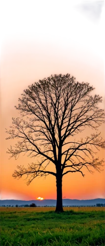 isolated tree,lone tree,old tree silhouette,lonetree,tree silhouette,bare tree,arbre,a tree,celtic tree,the japanese tree,flourishing tree,tree,deciduous tree,tree of life,arbol,a young tree,old tree,bodhi tree,brown tree,magic tree,Illustration,American Style,American Style 13