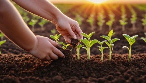 biopesticides,biopesticide,seedbed,planting,agriculturist,agribusinesses,agriculturalist,seedling,aggriculture,agribusiness,agronomist,agriculturists,seedbeds,cultivations,agroecology,monocotyledons,agrobusiness,clay soil,cotyledons,transplanting,Photography,General,Natural