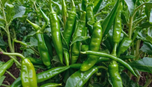 serrano peppers,pepper plant,chilli pods,green bell peppers,chiles,green pepper,farm fresh bell peppers,pepper california,chillies,chile pepper,bell peppers,anaheim peppers,mung beans,peppers,capsicums,green soybeans,cowpeas,bellpepper,propagules,fragrant peas,Photography,General,Natural