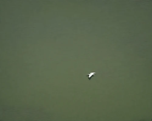 swan on the lake,egret,white egret,duck on the water,floating over lake,feather on water,trumpet of the swan,drone phantom 3,water bird,diving bird,danube delta,seagull,white heron,seagull flying,birdview,great egret,drone image,sea gull,seagull in flight,midwater