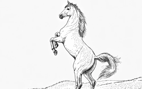 a white horse,equidae,draft horse,arabian horse,a horse,kutsch horse,finnhorse,horse,shadowfax,lipizzan,winnetou,caballus,albino horse,epona,taur,dobbin,portrait animal horse,philoxenus,saddlebred,hors,Design Sketch,Design Sketch,Black and white Comic