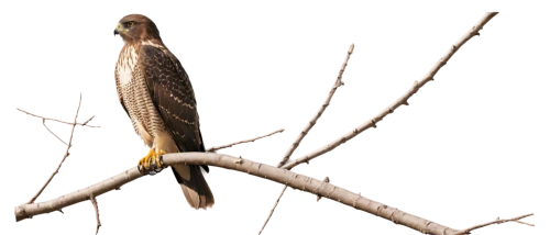 coopers hawk,sparrowhawk,saker falcon,cooper's hawk,redtail,redtail hawk,lanner falcon,fishing hawk,new zealand falcon,broad winged hawk,ferruginous hawk,sparrowhawks,gyrfalcon,peregrine falcon,falconidae,red tail hawk,northern goshawk,sparrow hawk,hawk perch,aplomado falcon,Art,Artistic Painting,Artistic Painting 08