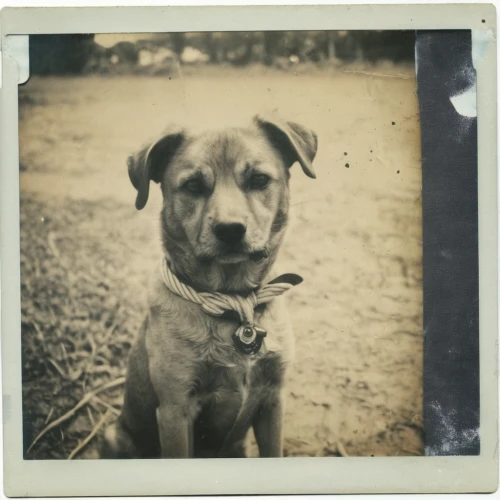 tintype,ambrotype,tintypes,lubitel 2,polaroid photos,calotype,catahoula,amstaff,polaroid,dog frame,polaroid pictures,owney,hatchie,sprocket,brisco,film roll,bulley,shasta,agfa,black mouth cur,Photography,Documentary Photography,Documentary Photography 03