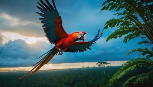 macaws of south america,beautiful macaw,scarlet macaw,light red macaw,macaws on black background,macaws,macaw,macaw hyacinth,macaws blue gold,blue macaw,tropical bird climber,toucan perched on a branch,tropical bird,couple macaw,yellow macaw,quetzal,tropical birds,guatemalan quetzal,costa rica,guacamaya,Photography,Documentary Photography,Documentary Photography 01