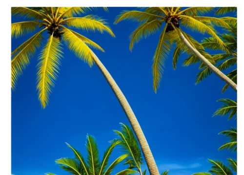 palmtree,coconut palm tree,palm tree,palmtrees,coconut tree,coconut trees,coconut palms,palmera,palmtops,palm trees,kurumba,palm pasture,rarotonga,coconut palm,palmeras,palm,giant palm tree,palm in palm,palms,palm fronds,Photography,Documentary Photography,Documentary Photography 12