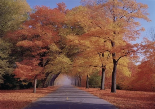 maple road,tree lined lane,autumn trees,autuori,fall landscape,autumn scenery,the trees in the fall,tree-lined avenue,tree lined avenue,trees in the fall,autumn background,forest road,autumn landscape,autumn in the park,fall foliage,colors of autumn,autumn park,tree lined path,autumn forest,autumn walk,Photography,Black and white photography,Black and White Photography 06