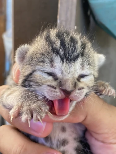 tabby kitten,palm kitten,kitten baby,stray kitten,yawney,kitten,yawng,ticklish,yawns,toe biter,tiger cub,bottle feeding,kittens,yawned,newborn baby,baby cats,musang,whingeing,fostering,scottish fold