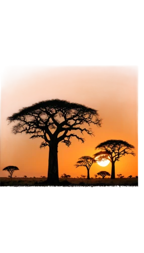 baobabs,adansonia,zambezian,serengeti,baobab,afrique,africa,africano,makgadikgadi,afrika,africains,africaines,east africa,tsavo,kamerun,savane,laikipia,africanized,amadiya,africas,Conceptual Art,Oil color,Oil Color 06