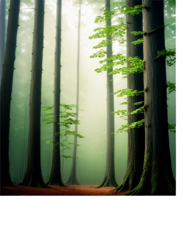coniferous forest,forest background,spruce forest,foggy forest,fir forest,forest,forests,forested,the forest,green forest,forest path,forest landscape,metasequoia,the forests,pine forest,forestland,mixed forest,deciduous forest,wooded,forest floor,Illustration,Realistic Fantasy,Realistic Fantasy 15