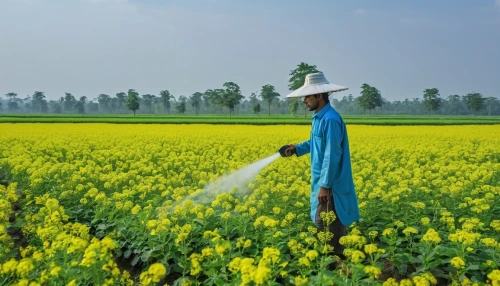 biopesticides,biopesticide,irrigator,neonicotinoids,field cultivation,agrochemical,irrigation,agrochemicals,other pesticides,agriculturist,agribusinessman,insecticides,pesticides,icrisat,sower,rainfed,cultivated field,fertiliser,sprayer,oilseed,Photography,General,Realistic